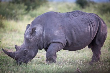 White rhinoceros (Ceratotherium simum) grazing, Manyeleti Game Reserve, South Africa, Africa clipart