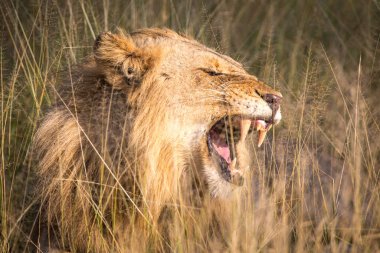 African Lion (Panthera leo), male, lying in the grass, yawning, nature reserve Klaserie, South Africa, Africa clipart