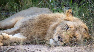 African Lion (Panthera leo), male, lying on grass, Klaserie Nature Reserve, South Africa, Africa clipart