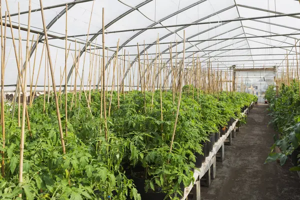 stock image Tomato (Lycopersicon esculentum), plants being grown organically inside greenhouse, Quebec Province, Canada, North America