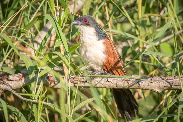 stock image Burchell's coucal (Centropus burchellii) sits on a branch between reeds, Manyeleti Game Reserve, South Africa, Africa