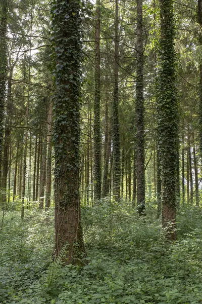 stock image Coniferous forest with ivy-covered tree trunks, Vorarlberg, Austria, Europe