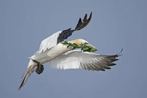 stock image Northern gannet (Sula bassana) flying with nesting material, animal portrait, Helgoland, Schleswig-Holstein, Germany, Europe