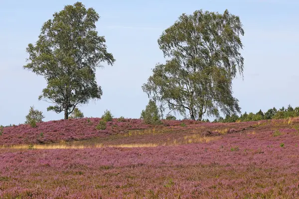 stock image Heath landscape with flowering Common Heather (Calluna vulgaris) and Birches (Betula), nature reserve Weseler Heide, Wesel, Undeloh, nature park Lneburger Heide, Lower Saxony, Germany