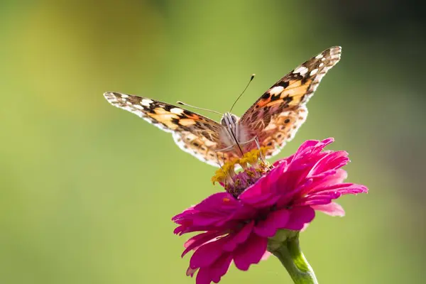 stock image Painted lady (Vanessa cardui) on Zinnia (Zinnia elegans), Hesse, Germany, Europe