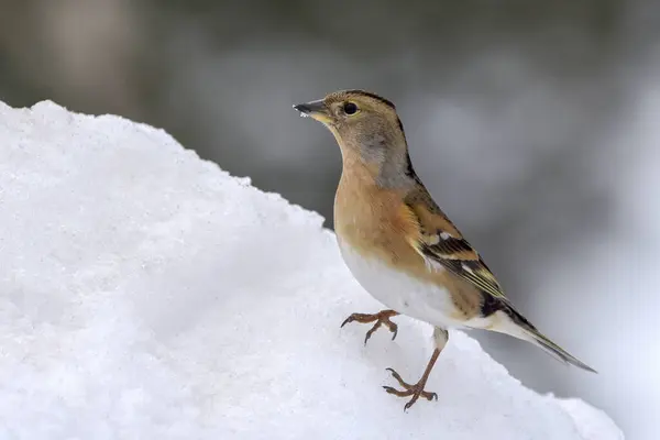 stock image Brambling (Fringilla montifringilla), male in a dress of simplicity sits in the snow on the ground, Tyrol, Austria, Europe