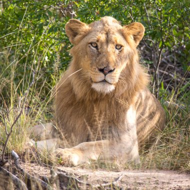 African Lion (Panthera leo), young male, lying in the grass, direct view, nature reserve Klaserie, South Africa, Africa clipart