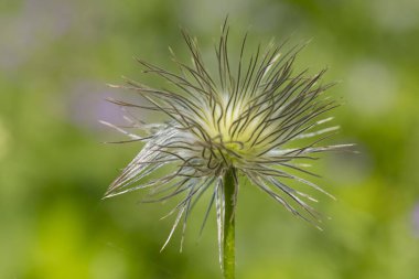 Fruit stand, Alpine pasqueflower (Pulsatilla alpina), Tyrol, Austria, Europe clipart