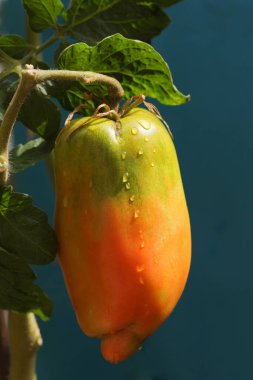 San Marzano tomatoes (Pomodoro San Marzano dell'Agro Sarnese Nocerino DOP), Germany, Europe clipart