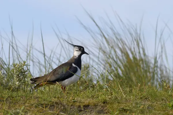 stock image Northern lapwing (Vanellus vanellus), standing in the grass on a dune, Texel, North Holland, Netherlands