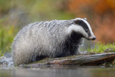 European badger (Meles meles), by the water in the rain foraging for food, Sumava National Park, Bohemian Forest, Czech Republic, Europe  clipart