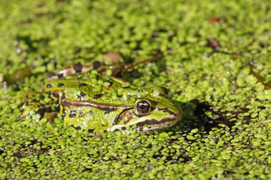 Green frog (Pelophylax esculentus) lurks camouflaged between duckweeds (Lemna minor), Schleswig-Holstein, Germany, Europe  clipart