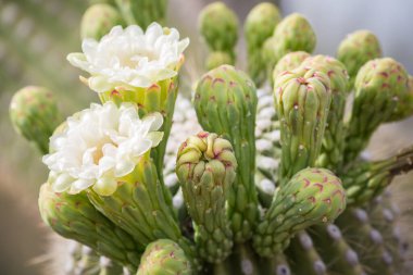 Flowers of Saguaro (Carnegiea gigantea), Saguaro National Park, Tucson, Arizona, USA, North America clipart