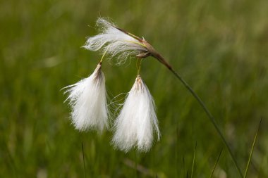 Cottongrass (Eriophorum), Tyrol, Austria, Europe clipart