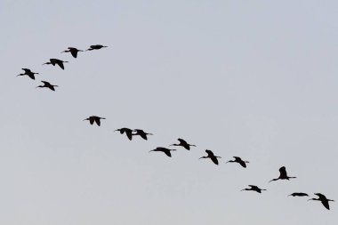 Glossy ibis (Plegadis falcinellus), adult flock of birds in flight, National Park Coto de Doana, Andalusia, Spain, Europe  clipart