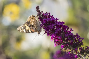 Painted lady (Vanessa cardui) on butterfly-bush (Buddleja davidii), Hesse, Germany, Europe clipart