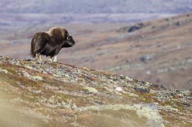 Muskox (Ovibos moschatus), female, Dovrefjell-Sunndalsfjella National Park, Norway, Europe clipart