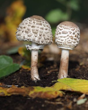 Shaggy parasol (Chlorophyllum rachodes) in youth stage, Schleswig-Holstein, Germany, Europe clipart