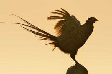 Pheasant (Phasianus colchicus), rooster courtshiping on a landmark, Texel, North Holland, Netherlands clipart