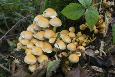 Smoke-leaved sulphur head (Hypholoma Lapnoides), nature reserve Beversee, North Rhine-Westphalia, Germany, Europe clipart