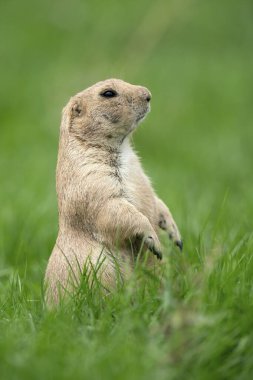 Black-tailed Prairie Dog (Cynomys ludovicianus) stands attentively, France, Europe clipart