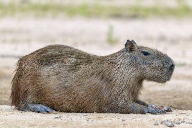 Capybara (Hydrochoerus hydrochaeris) rests relaxed on a sandbank, Pantanal, Mato Grosso, Brazil, South America clipart