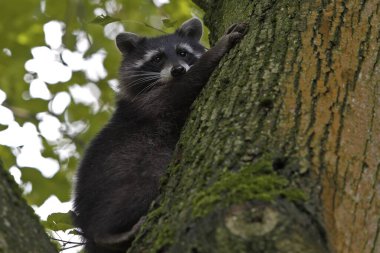 Raccoon (Procyon lotor), young animal climbing in a tree, Middle Elbe Biosphere Reserve, Dessau-Rolau, Saxony-Anhalt, Germany, Europe  clipart