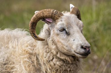 Icelandic sheep (Ovis), animal portrait, Iceland, Europe clipart