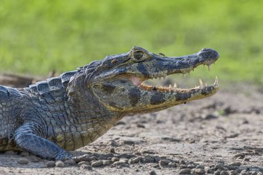 Spectacled caiman (Caiman crocodilus yacare), animal portrait, side view, Pantanal, Mato Grosso, Brazil, South America clipart