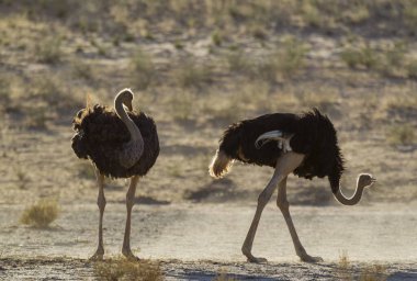 Ostriches (Struthio camelus), two females preening, Kalahari Desert, Kgalagadi Transfrontier Park, South Africa, Africa clipart