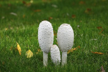 Shaggy ink caps (Coprinus comatus), mushroom group in the lawn, Schleswig-Holstein, Germany, Europe clipart