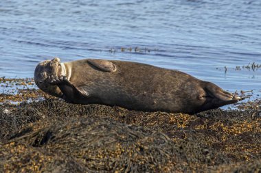 Harbor seal (Phoca vitulina), resting on seaweed, Ytri Tunga, Snfellsnes peninsula, Snaefellsnes, West Iceland, Iceland, Europe  clipart