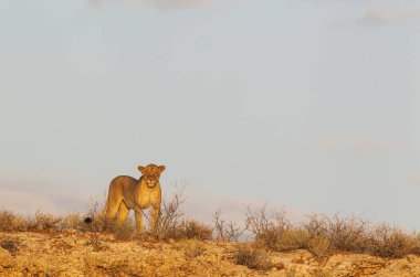 Lioness (Panthera leo), female, observing her surroundings from a rocky ridge, Kalahari Desert, Kgalagadi Transfrontier Park, South Africa, Africa clipart