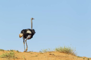 Ostrich (Struthio camelus), male walking on the ridge of a grass-grown sand dune, Kalahari Desert, Kgalagadi Transfrontier Park, South Africa, Africa clipart