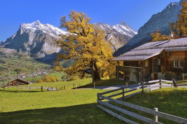 Alpine hut with autumn-coloured Sycamore maple (Acer pseudoplatanus) above Grindelwald, behind it Wetterhorn and Schreckhorn, Grindelwald, Canton Bern, Switzerland, Europe clipart