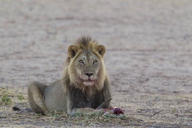 Black-maned lion (Panthera leo vernayi), lion with bloody mouth, feeding on the remains of a sprinbok (Antidorcas marsupialis), Kalahari Desert, Kgalagadi Transfrontier Park, South Africa, Africa clipart