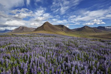 Blue flowering Nootka lupins (Lupinus nootkatensis) in front of volcanic mountains, cloud formation. near Pingeyri, Westfjords, Iceland, Europe clipart