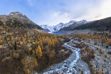 Autumn larch forest in the valley of the Morteratsch glacier, Bernina group with Piz Bernina, Bernina, Engadin, Canton Graubnden, Switzerland, Europe  clipart