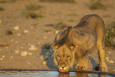 Black-maned lion (Panthera leo vernayi), male, drinking at a waterhole, early morning light, Kalahari Desert, Kgalagadi Transfrontier Park, South Africa, Africa clipart