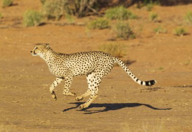 Cheetah (Acinonyx jubatus), running male, Kalahari Desert, Kgalagadi Transfrontier Park, South Africa, Africa clipart