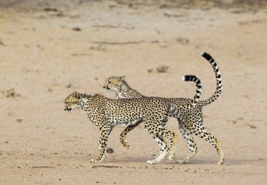 Cheetah (Acinonyx jubatus), two playful subadult males in the dry and barren Auob riverbed, Kalahari Desert, Kgalagadi Transfrontier Park, South Africa, Africa clipart