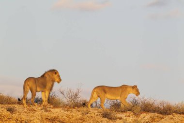 Black-maned lions (Panthera leo vernayi), animal pair, male and female, on a rocky ridge, Kalahari Desert, Kgalagadi Transfrontier Park, South Africa, Africa clipart