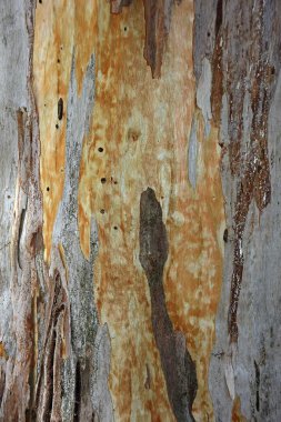 Bark of a Eucalyptus (Eucalyptus), detail, Crete, Greece, Europe clipart