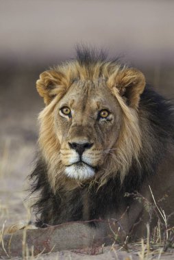 Black-maned lion (Panthera leo vernayi), male, resting, Kalahari Desert, Kgalagadi Transfrontier Park, South Africa, Africa clipart