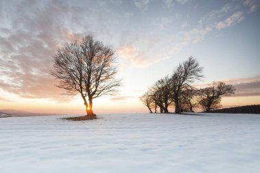 Bald beeches in the snow at sunset, Black Forest, Baden-Wrttemberg, Germany, Europe  clipart