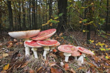 Fly Agaric mushrooms (Amanita muscaria), Emsland, Lower Saxony, Germany, Europe  clipart