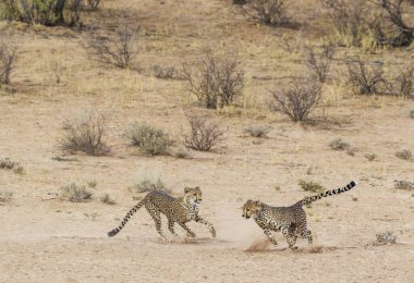 Cheetah (Acinonyx jubatus), two playful subadult males in the dry and barren Auob riverbed, Kalahari Desert, Kgalagadi Transfrontier Park, South Africa, Africa clipart