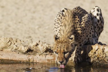 Cheetah (Acinonyx jubatus), female drinking at a waterhole, Kalahari Desert, Kgalagadi Transfrontier Park, South Africa, Africa clipart