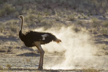 Ostriches (Struthio camelus), female just took a dust bath, Kalahari Desert, Kgalagadi Transfrontier Park, South Africa, Africa clipart