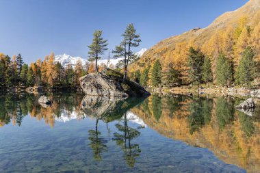 Autumn larch forest reflected in Lago di Saoseao, Engadine, Canton Graubnden, Switzerland, Europe  clipart